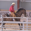 Cattle Games Speed Penning