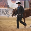 CZQHA HALTER ALL BREEDS OPEN Stallions All Ages